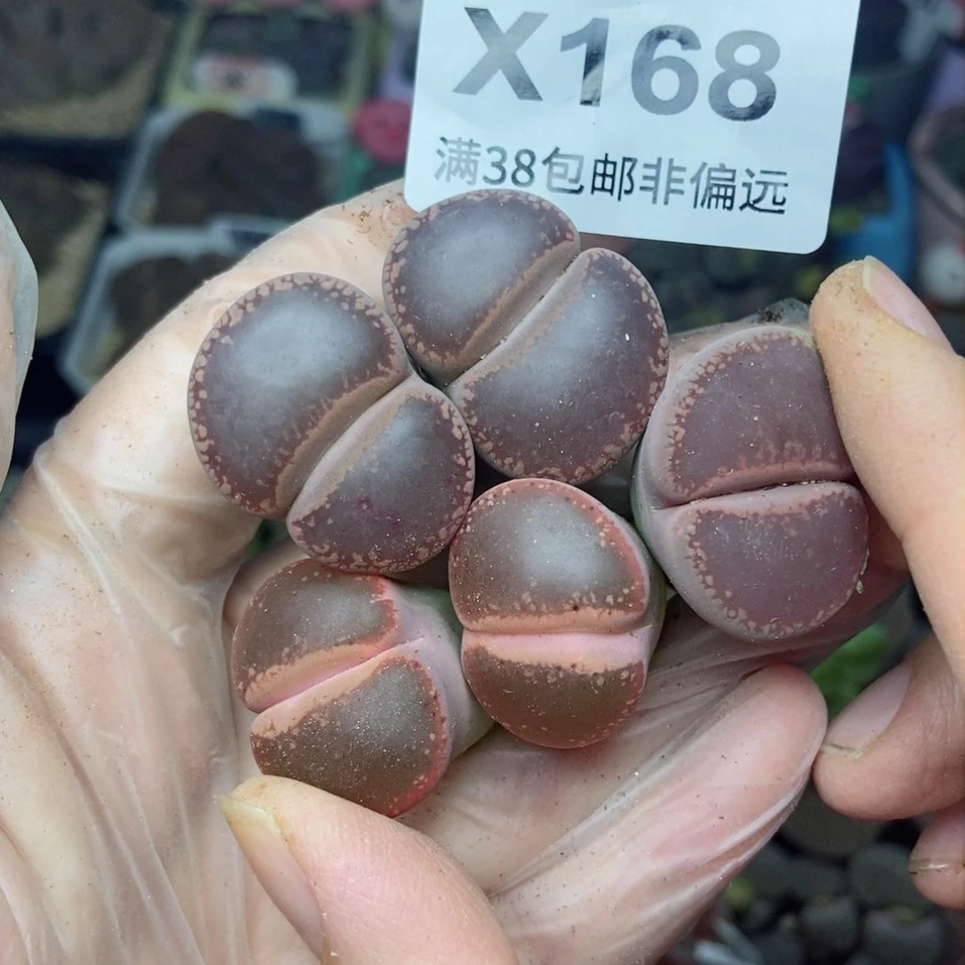 小*樱桃爱妃们的美肉