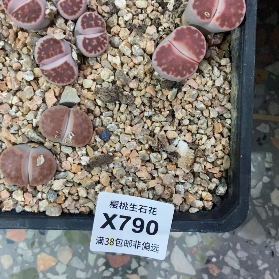 简***单樱桃爱妃们的美肉