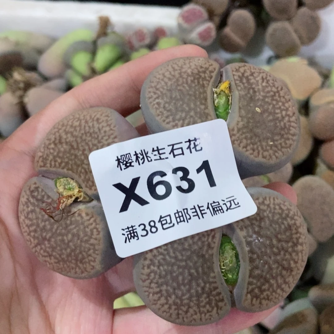 橘****y樱桃爱妃们的美肉