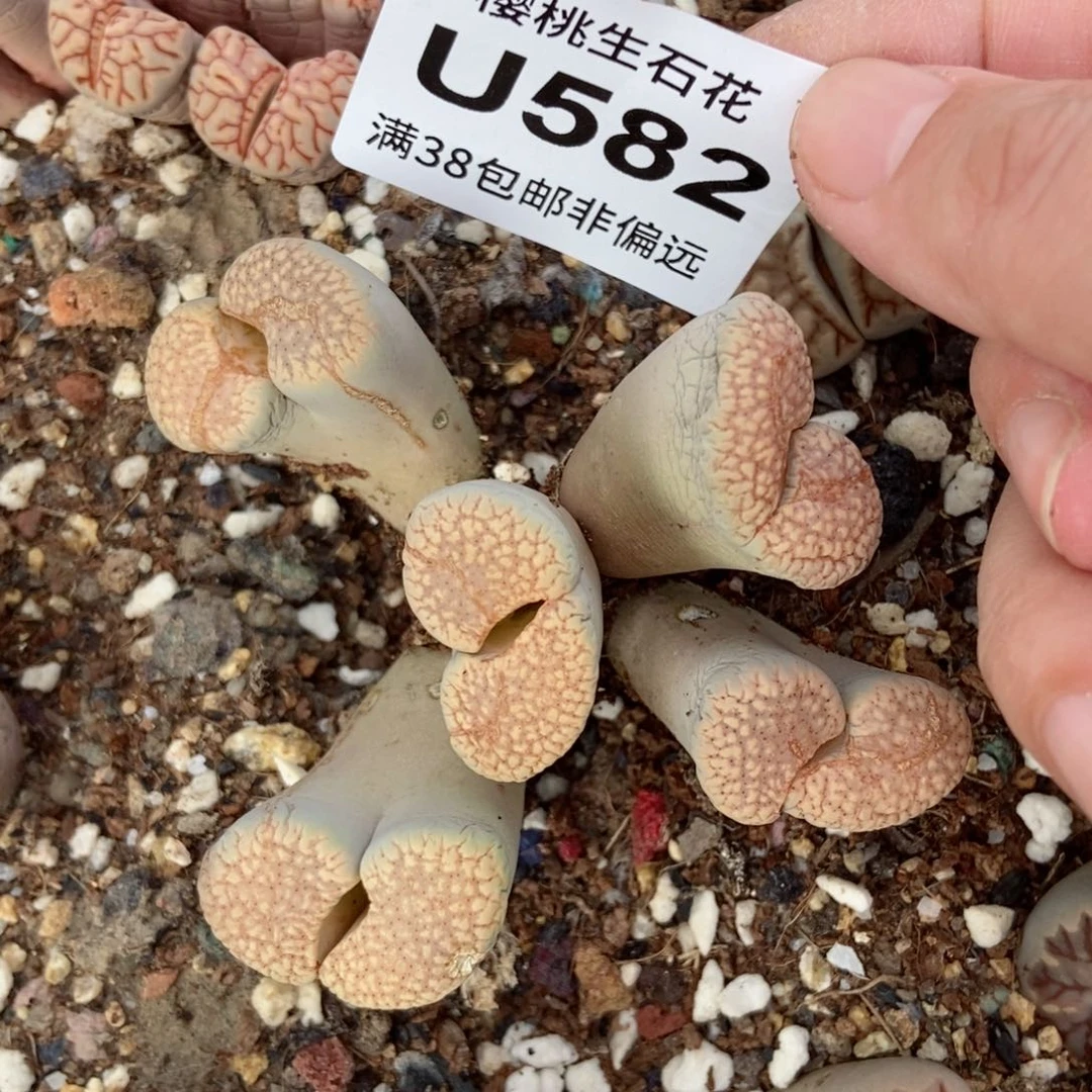 饭*樱桃爱妃们的美肉