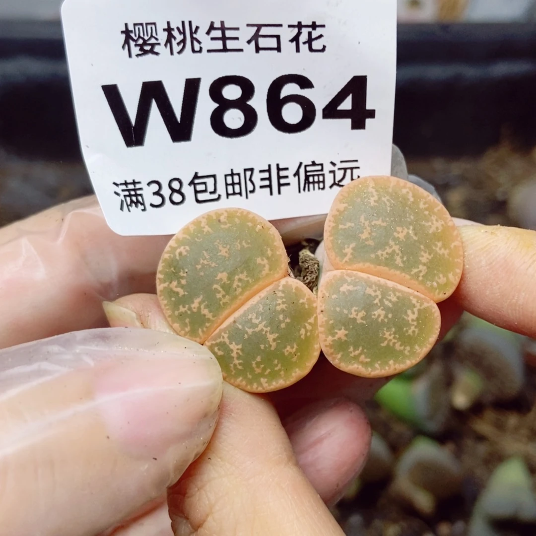 樱桃爱妃们的美肉