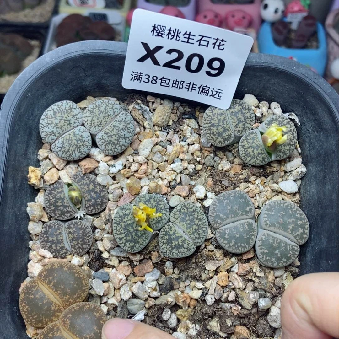 樱桃爱妃们的美肉