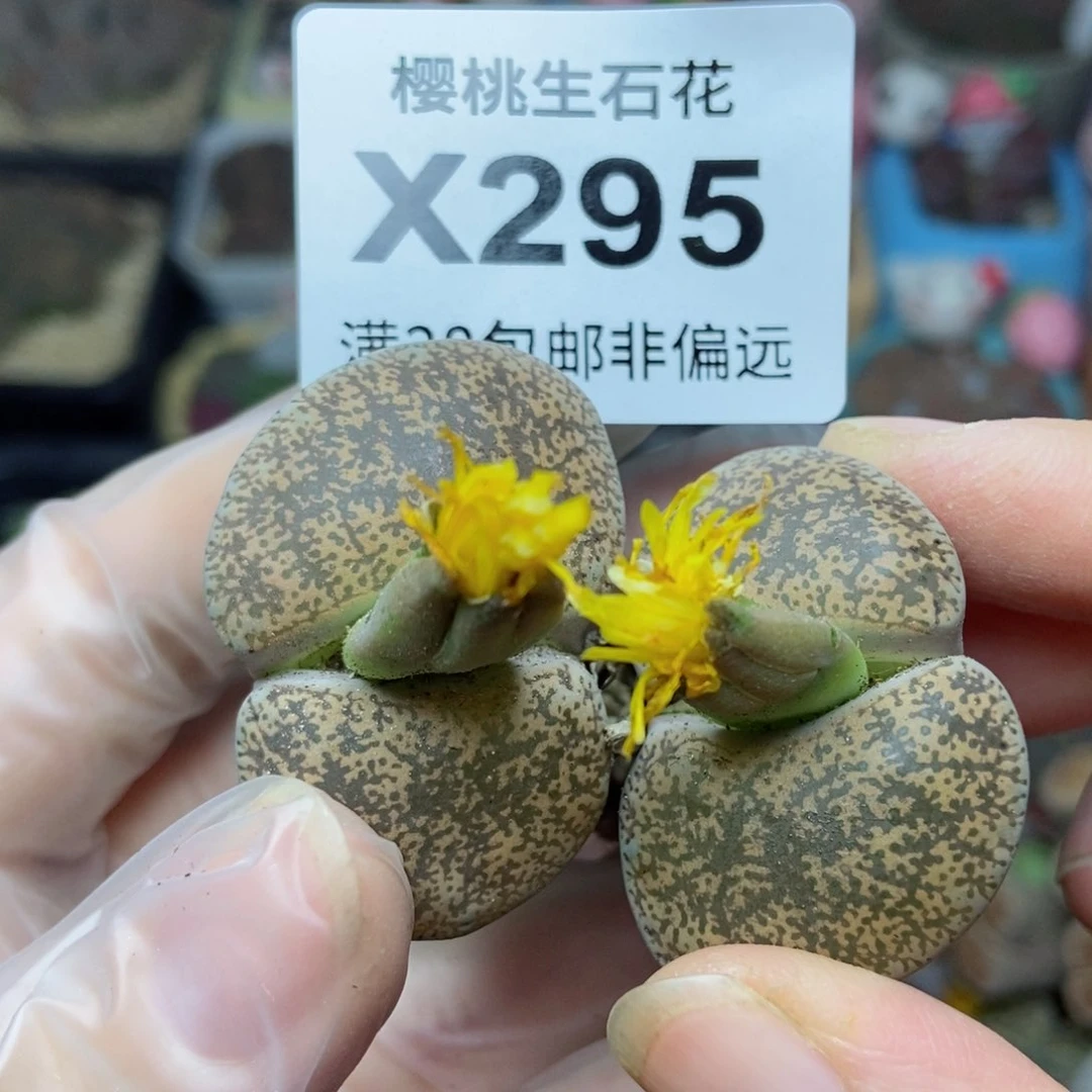 樱桃爱妃们的美肉