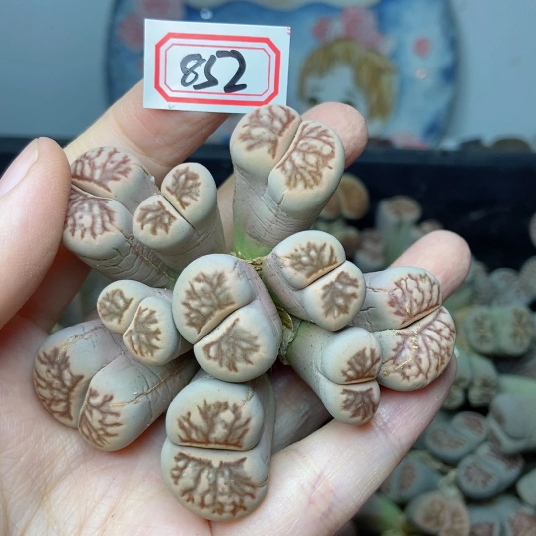 樱桃爱妃们的美肉