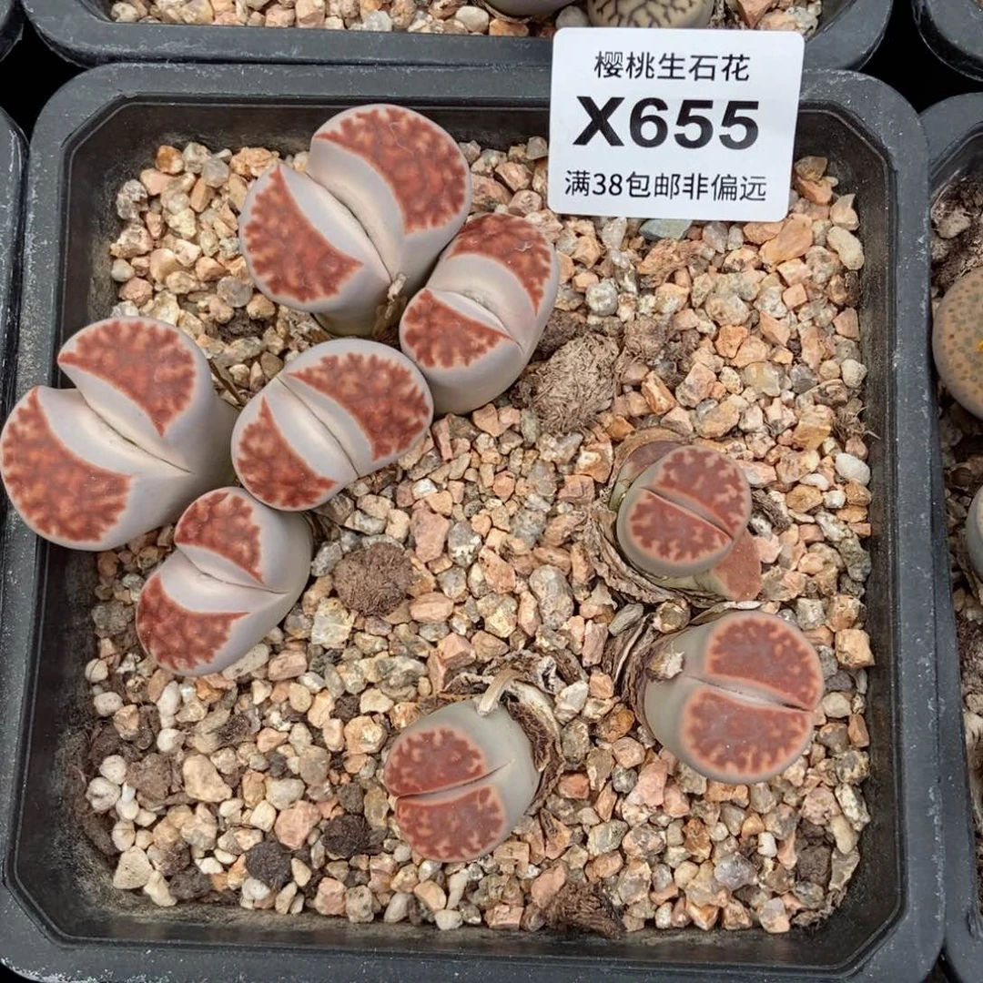 雪****8樱桃爱妃们的美肉