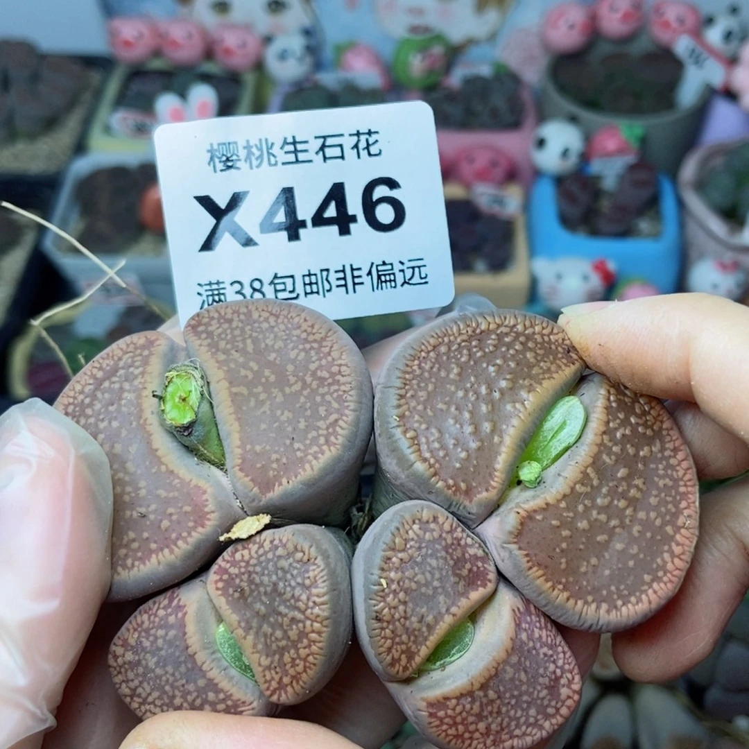 樱桃爱妃们的美肉