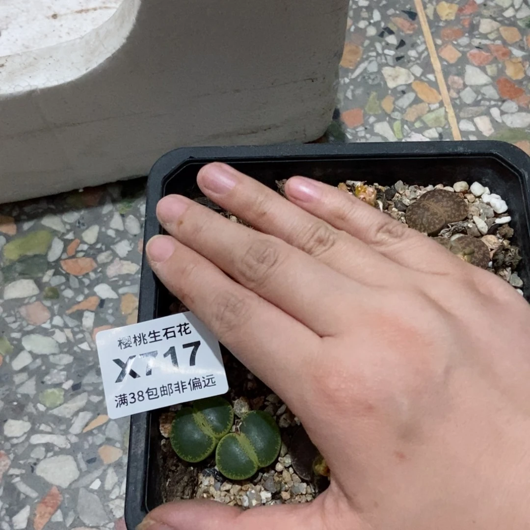 樱桃爱妃们的美肉