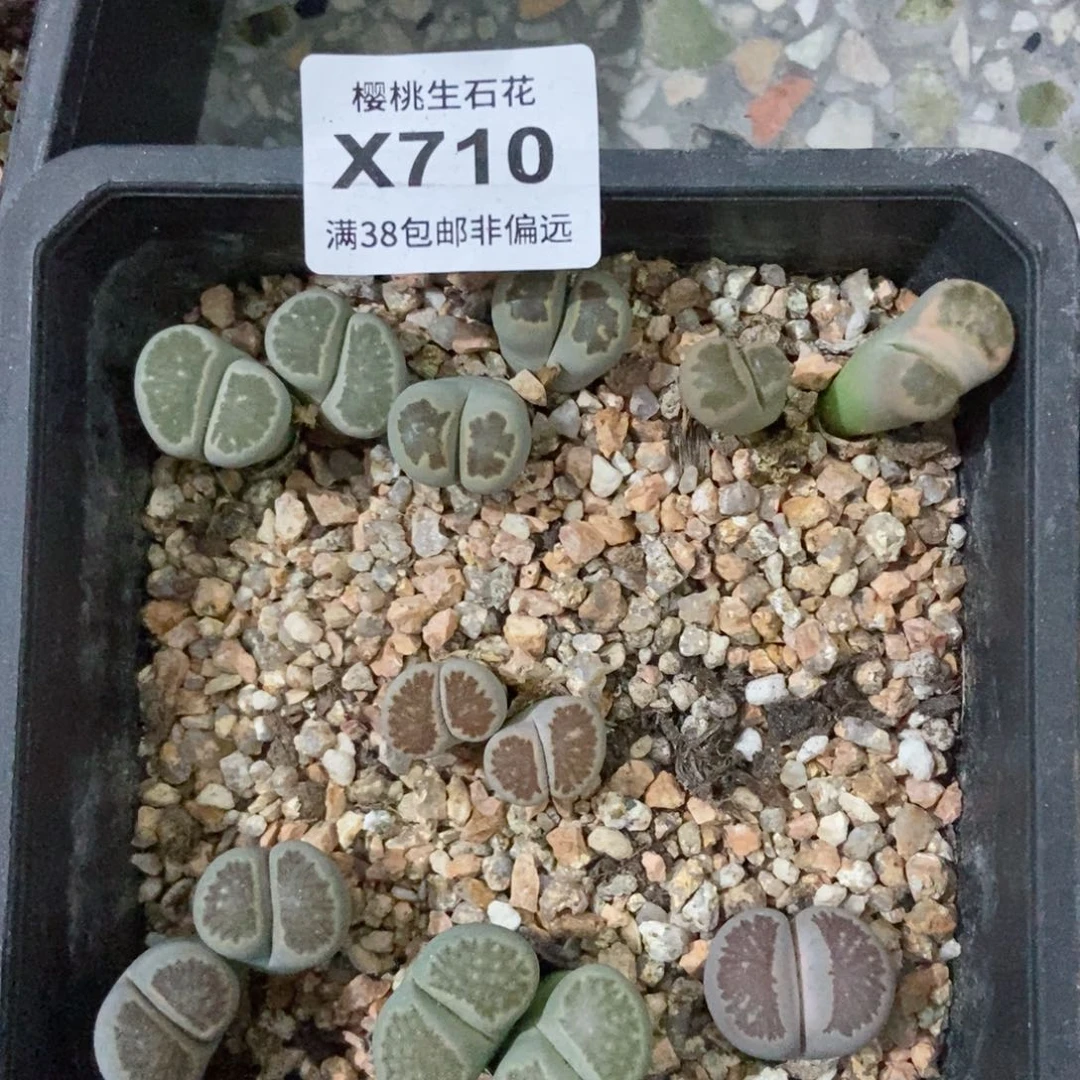 樱桃爱妃们的美肉