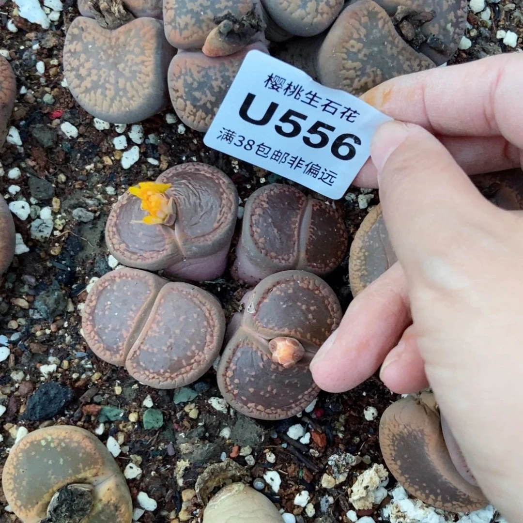 樱桃爱妃们的美肉