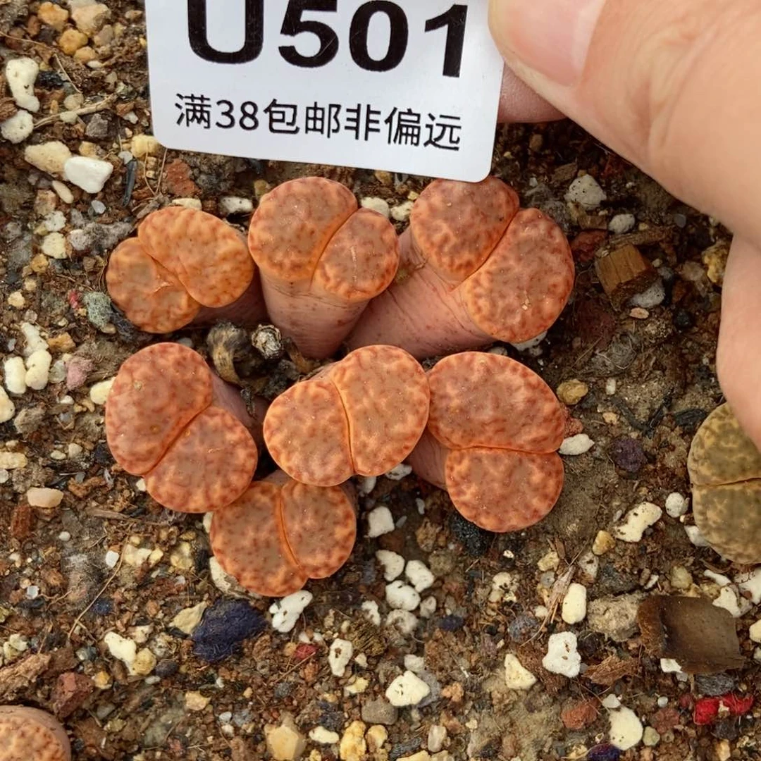 用****3樱桃爱妃们的美肉