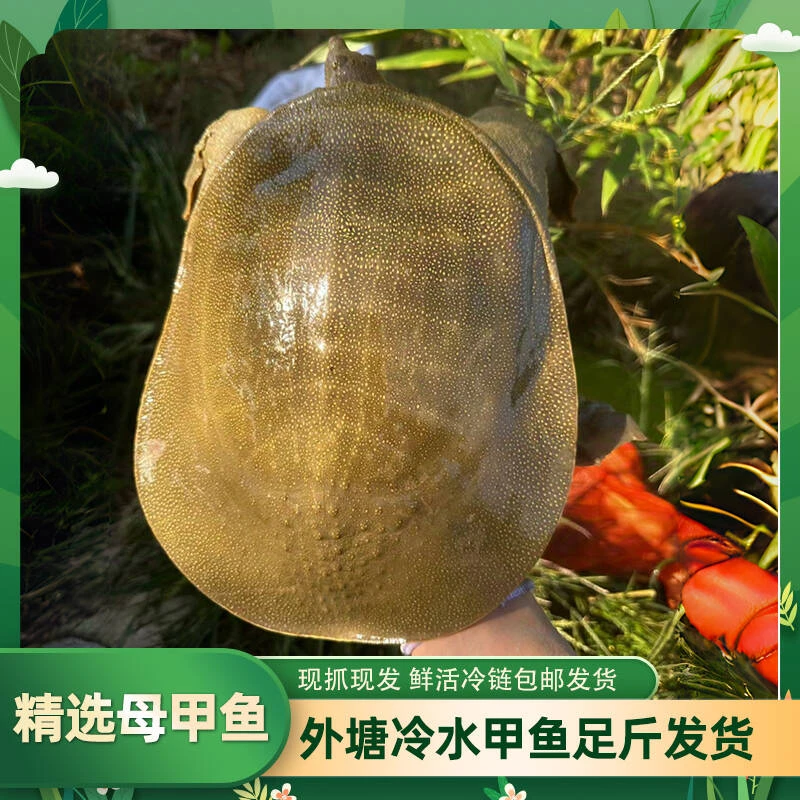 【黄油甲鱼】两只甲鱼 共计8.5-9.5斤生态野养老甲鱼 冷链包活到家