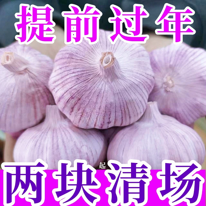 先亏999单】金乡紫皮大蒜新干蒜子新鲜红皮大蒜头优质干蒜批发便宜