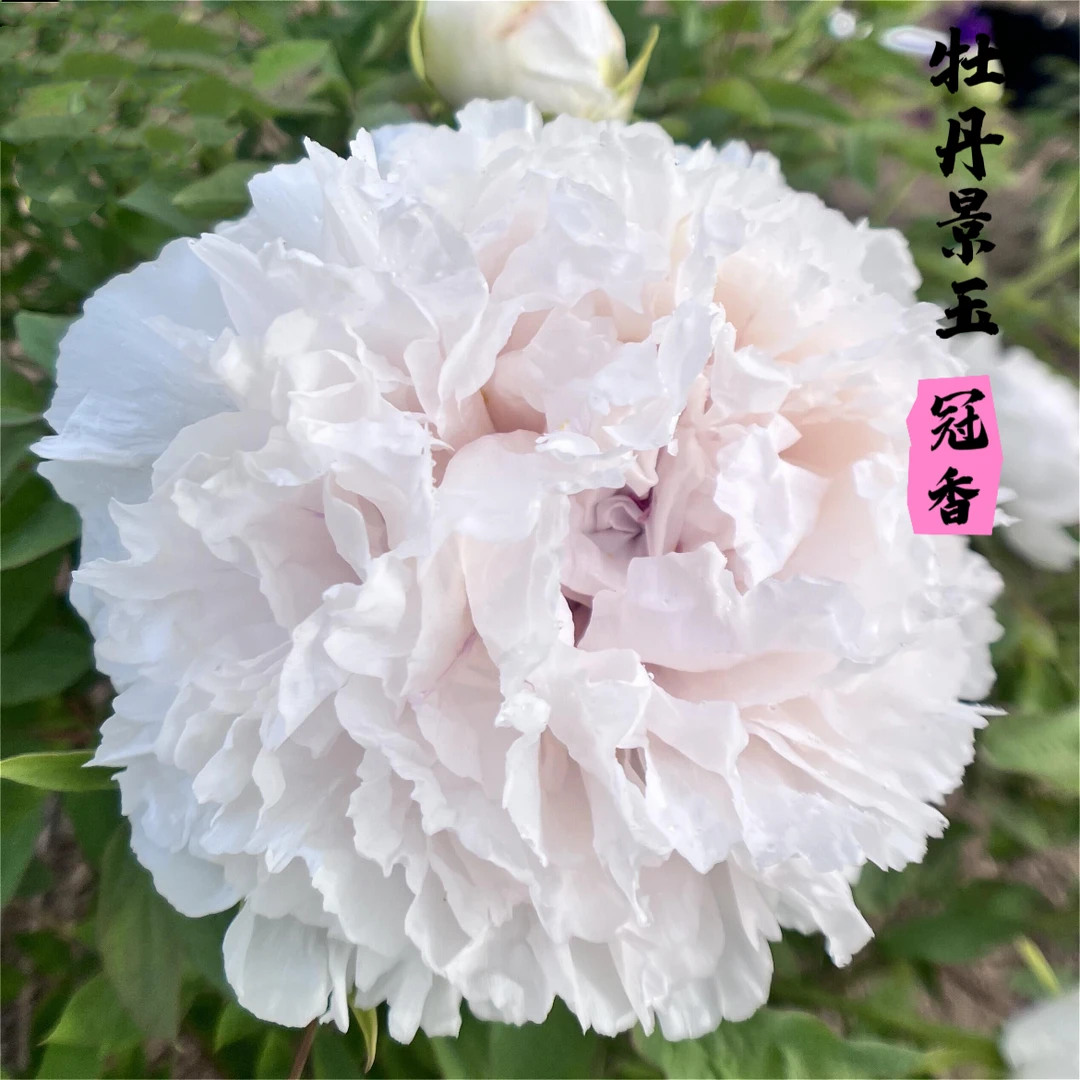 观赏牡丹【景玉】先发花肥，秋天发货
