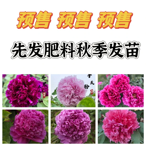 观赏重瓣大花牡丹，先发肥料秋季发货