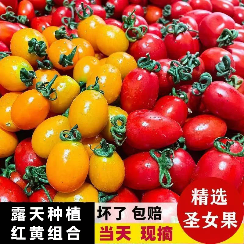 【买3斤送2斤】红黄果多色组合装现摘千禧圣女果5斤新鲜小番茄水果