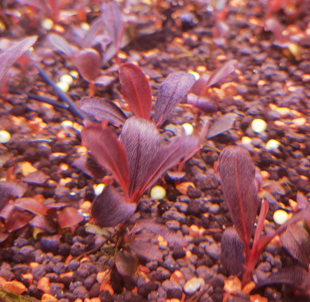 长叶NEO辣椒榕一颗