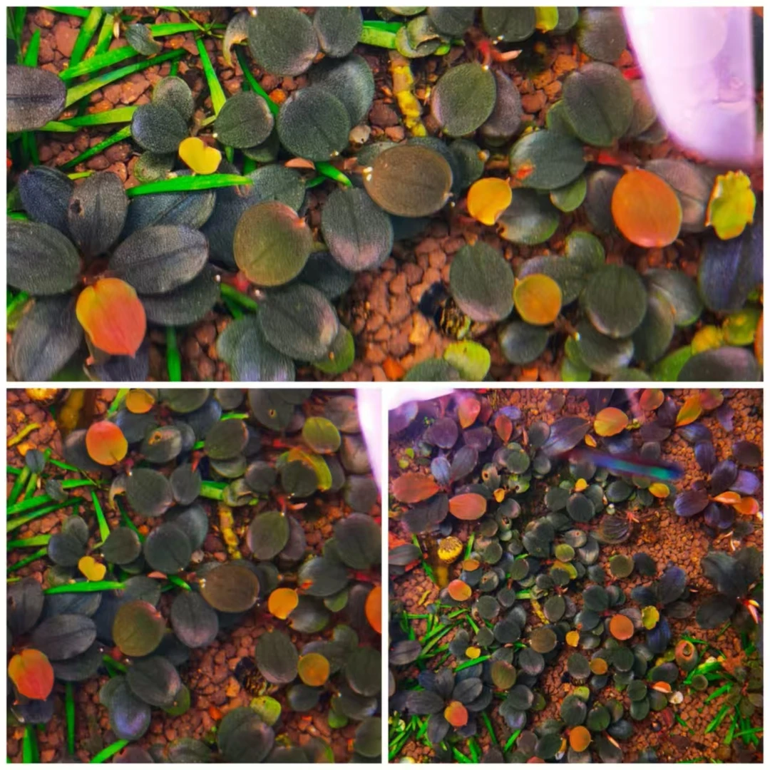 2号辣椒榕水下叶