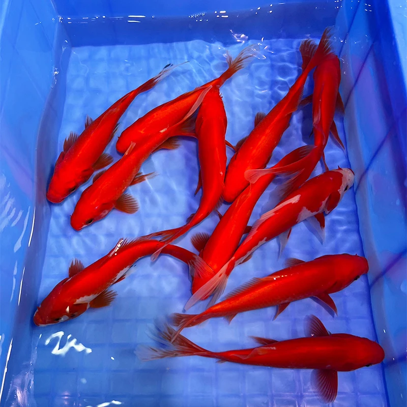 冷水鹦鹉观赏鱼小型鱼金鱼锦鲤鱼活鱼淡水鱼好养耐活直播包邮