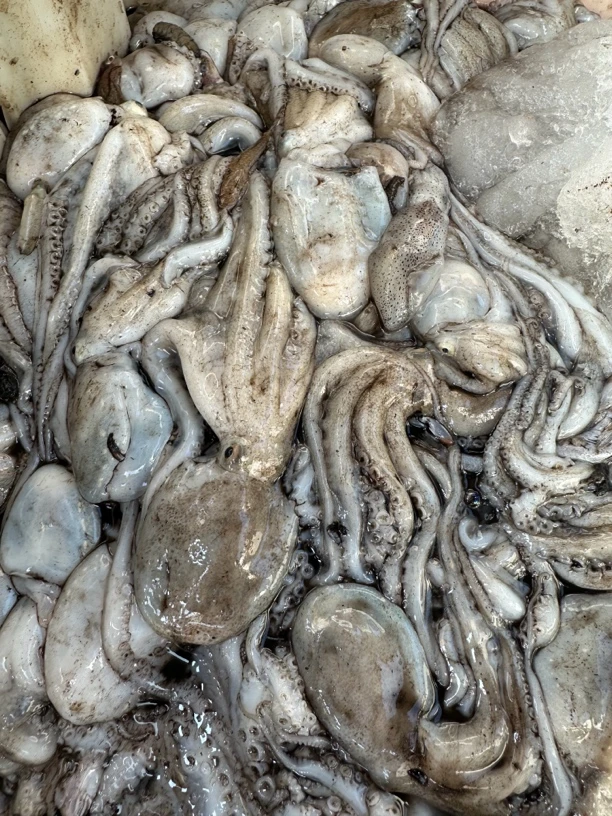 【短腿八爪鱼】杏树屯本地八稍/八爪鱼/3斤顺丰包邮