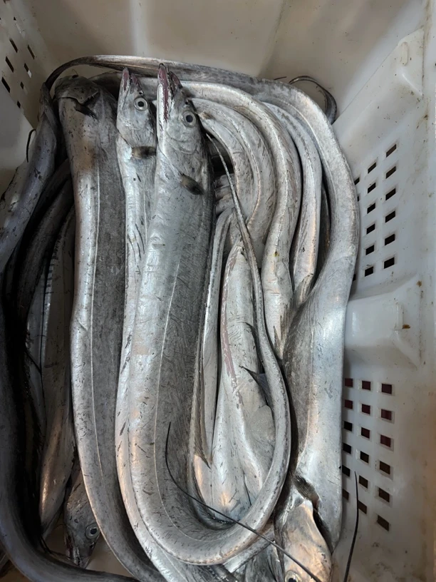 【破肚】渤海湾刀鱼  带鱼（现场称重no退no换）省外默认切段真空速冻