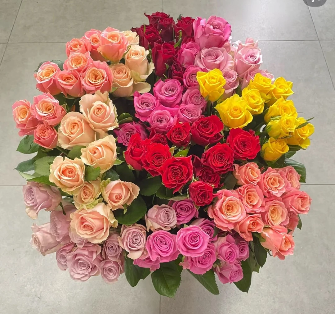 【稀有单头玫瑰】（4单包邮，不满需付一个运费）基地直发云南鲜花玫瑰