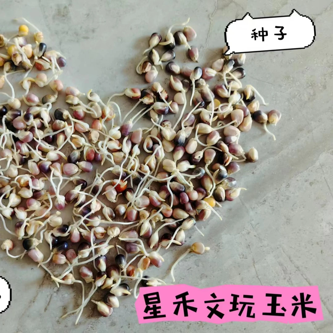文玩玉米种子宝血玉米粒种子300粒