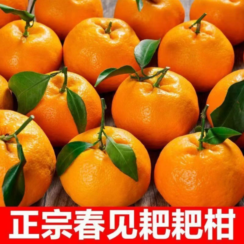 正宗四川春见耙耙柑水果批发应季新鲜橘子柑橘整箱2-8斤产地直发