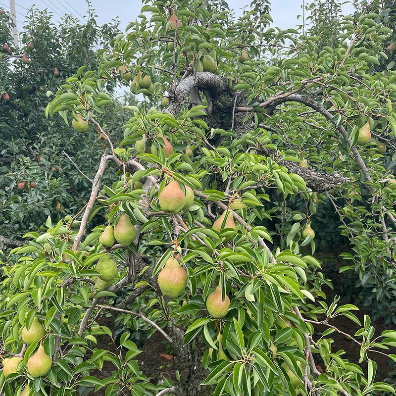 CDZF正宗莱阳太婆梨4.5斤产地直发新鲜水果啤梨软梨品质多汁采摘