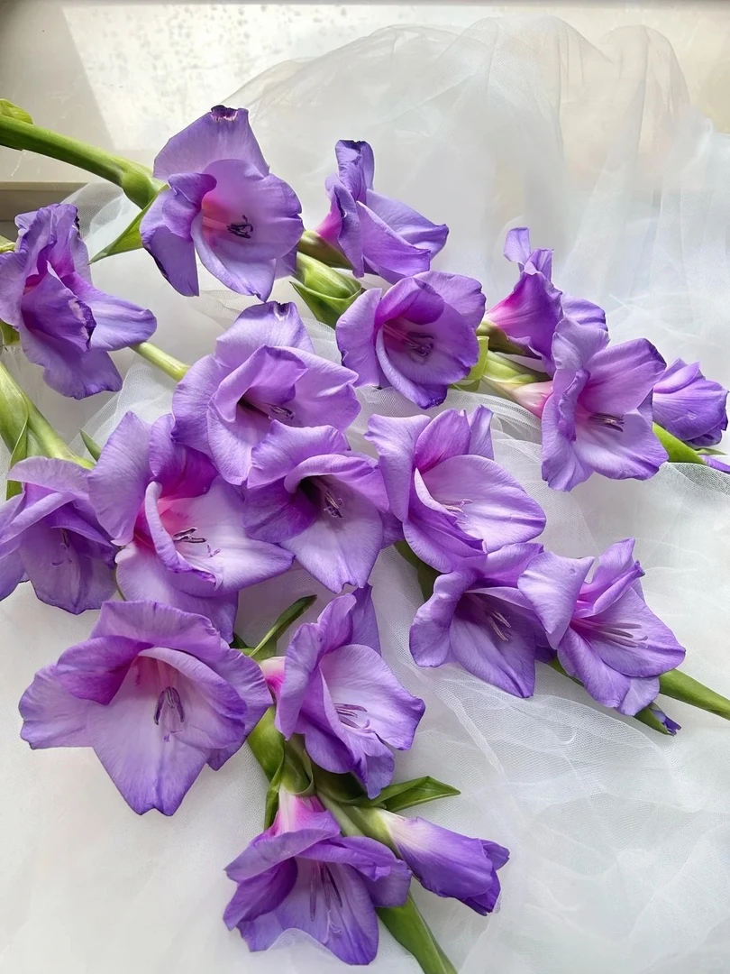 【婵姐精选花礼】紫苏剑兰鲜切花 高端 稀有色 独特韵味