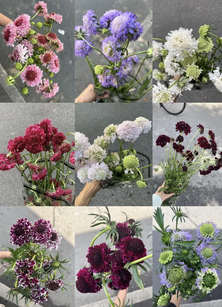 小清新松虫草鲜切花