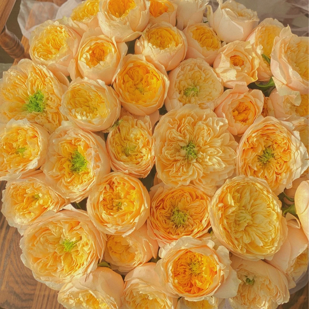 婵之语优选 黄蝴蝶多头玫瑰可爱的奥斯汀玫瑰