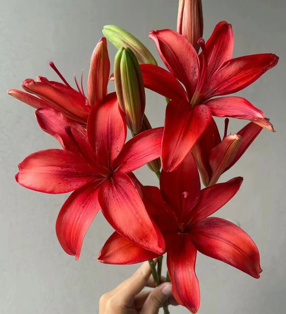 婵之语优选红宝石百合鲜切花