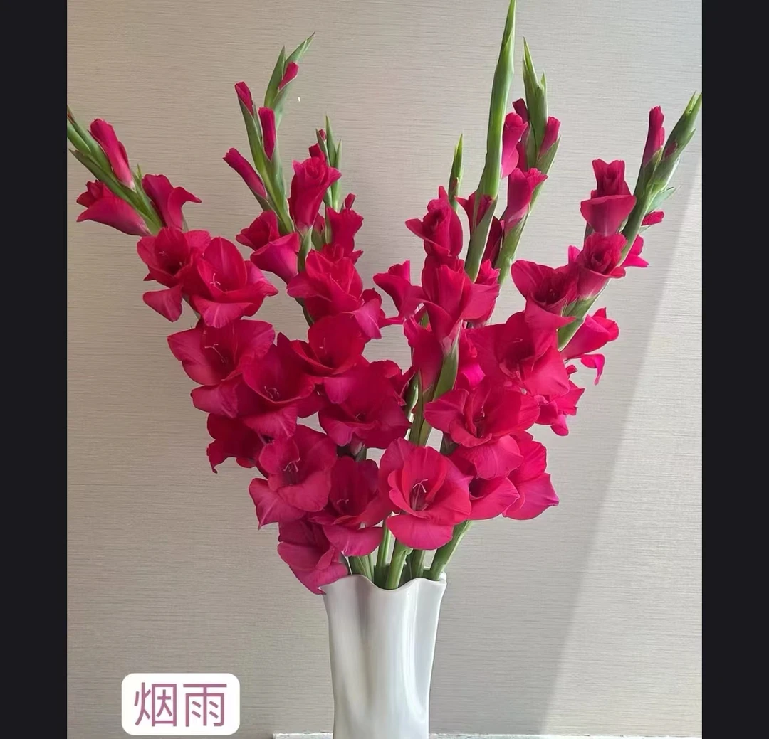 夏日超长待机步步高升剑兰塔丽娅剑兰