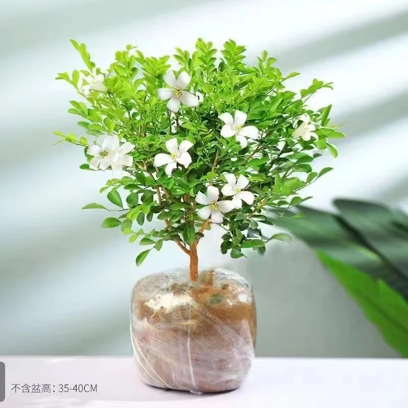 九里香七里香浓香型花卉观叶观花植物四季常青盆栽净化空气夜来香