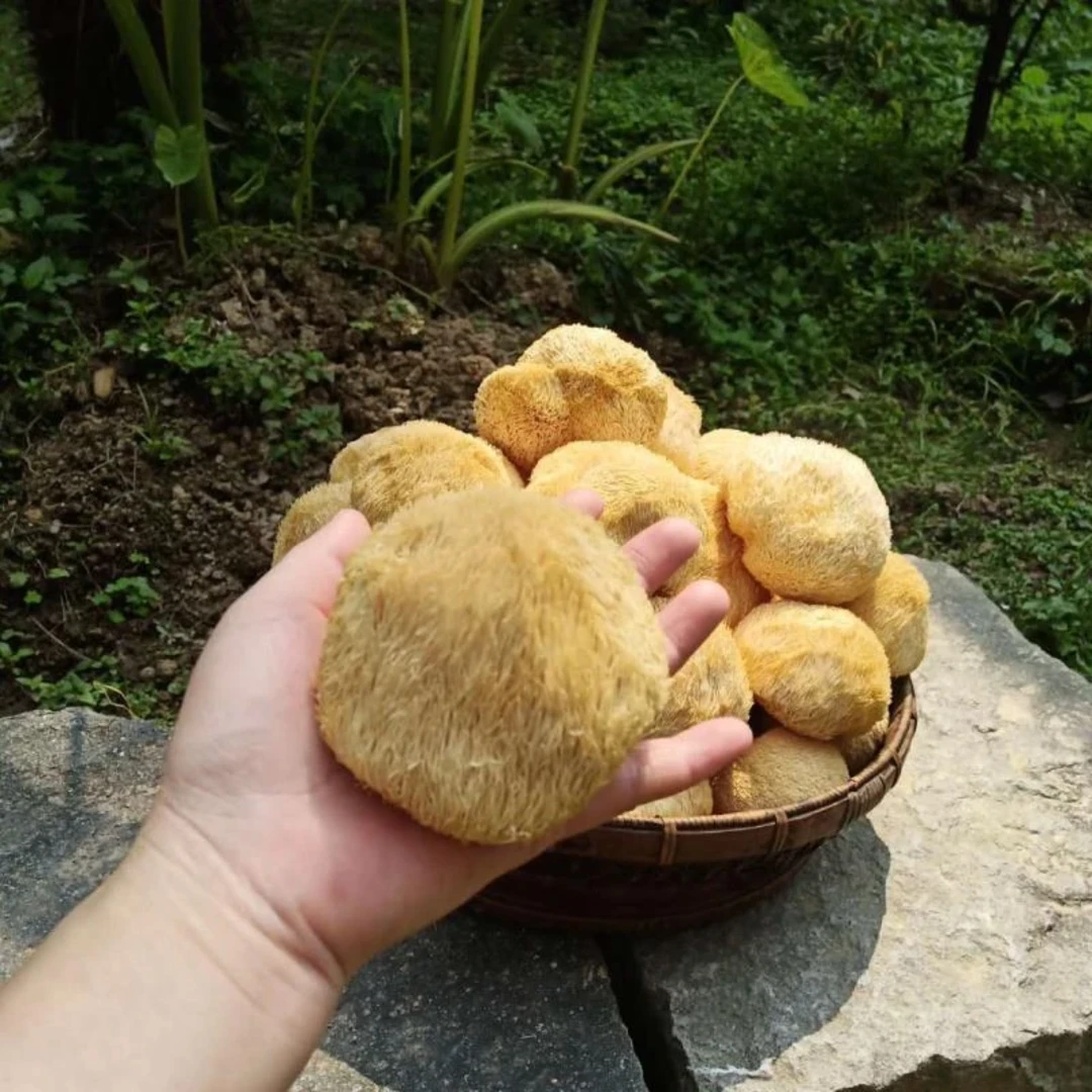 【高山猴头菇】汤鲜味美   个头完整