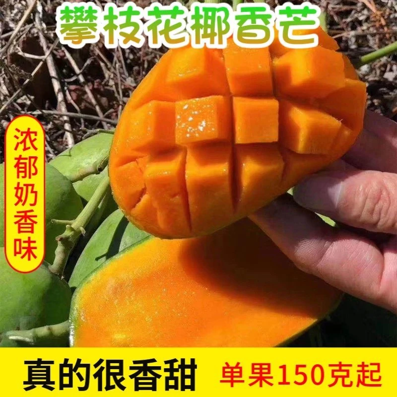 四川攀枝花椰香芒果鸡蛋芒青芒新鲜时令水果核小肉厚浓郁5/9斤