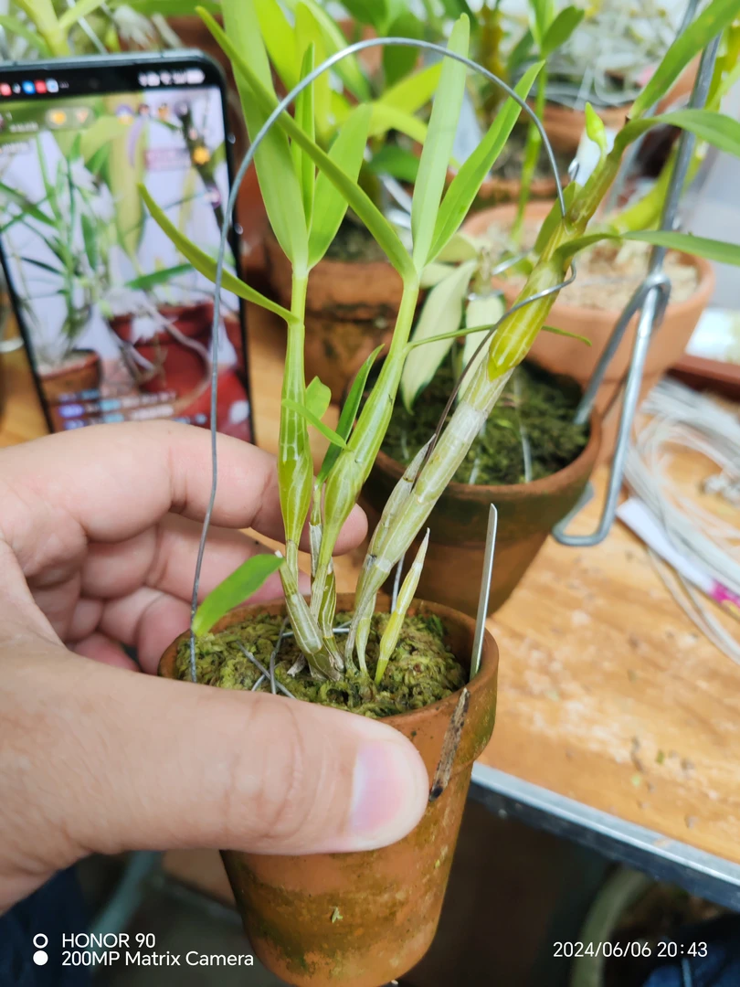 白色花，素花重唇，实物拍摄