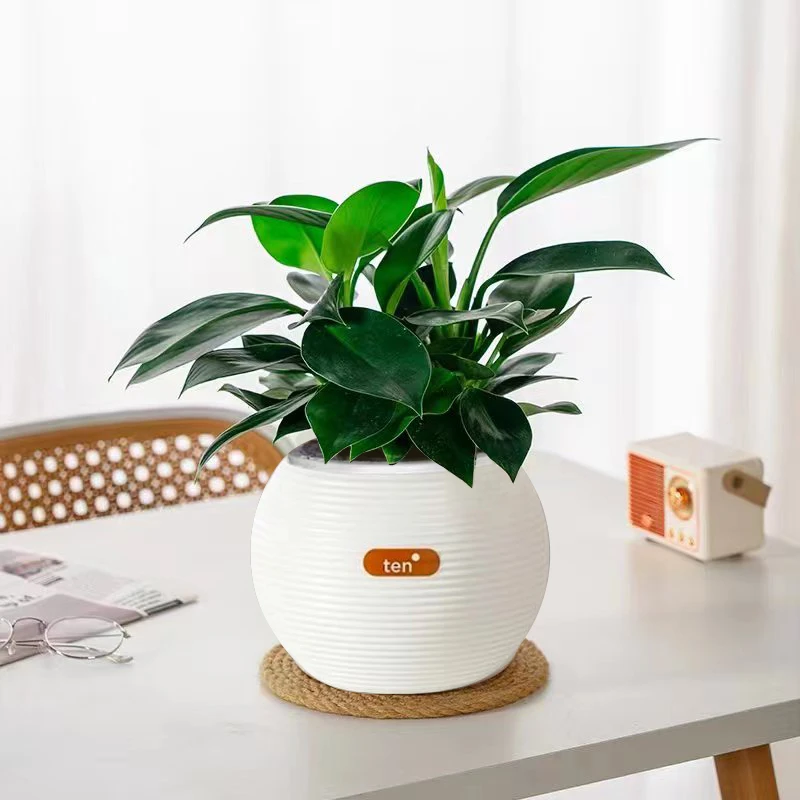 带球盆金钻水培小棵植物室内桌面盆栽净化空气四季常青净化空气