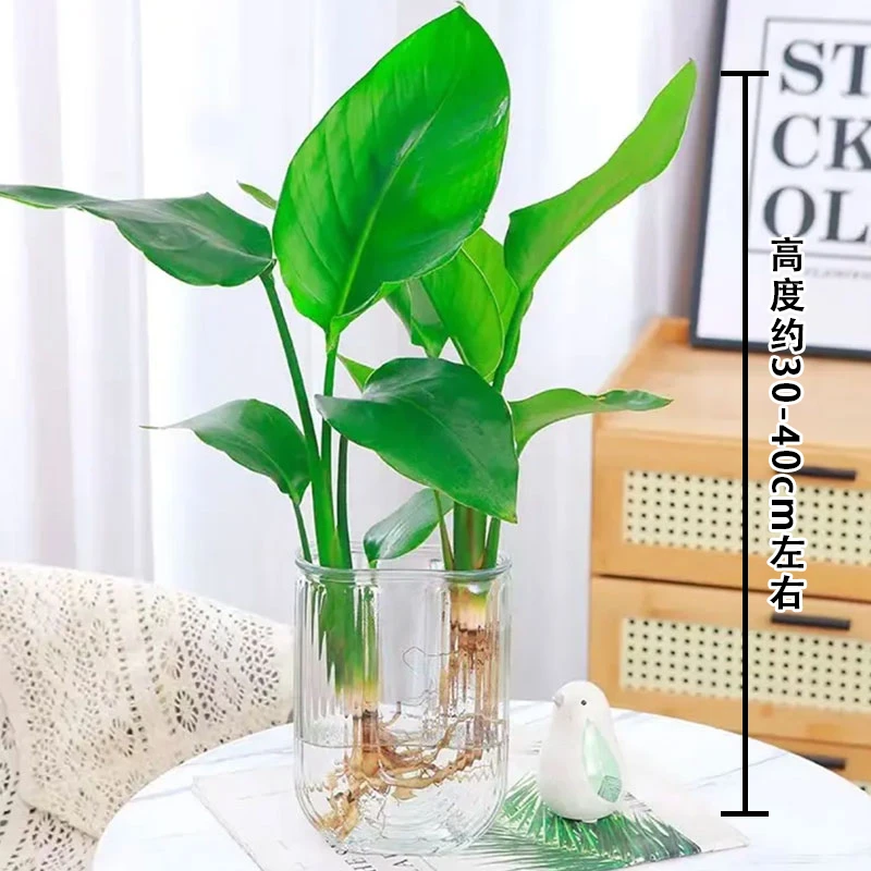 带盆水培天堂鸟办公室植物净化空气桌面盆栽30-40CM四季常青观叶