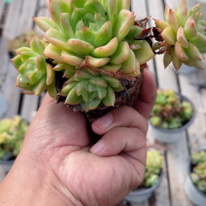 穆****店麦秆多肉植物锦多肉