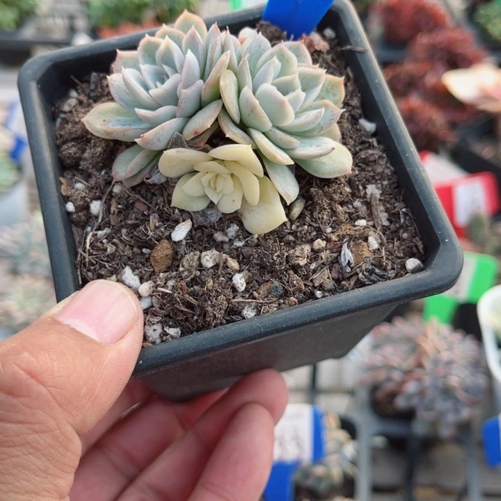 192雪球锦群多肉植物