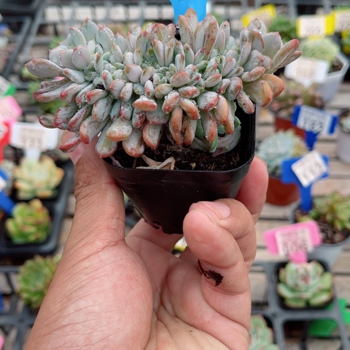 164粉珍妮缀化多肉植物锦