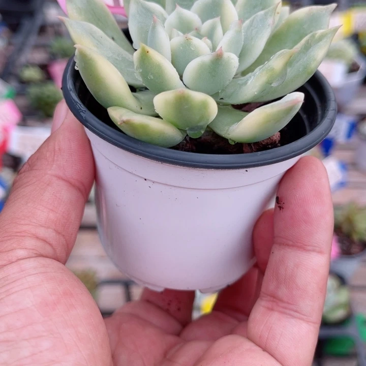 146冬云系黄锦多肉植物锦
