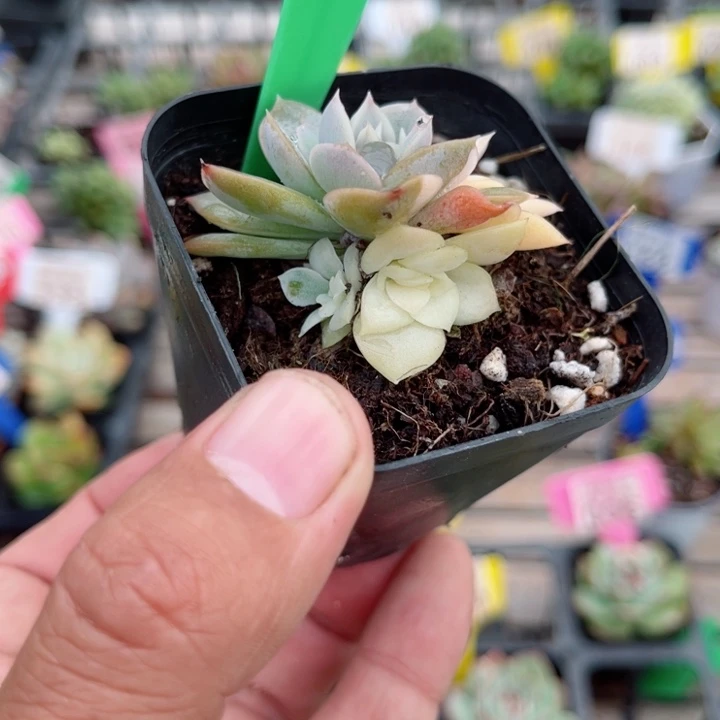 158雪球锦群多肉植物锦多肉