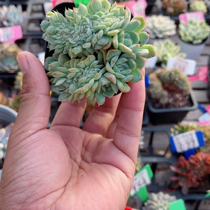 004月影缀化多肉植物锦多肉