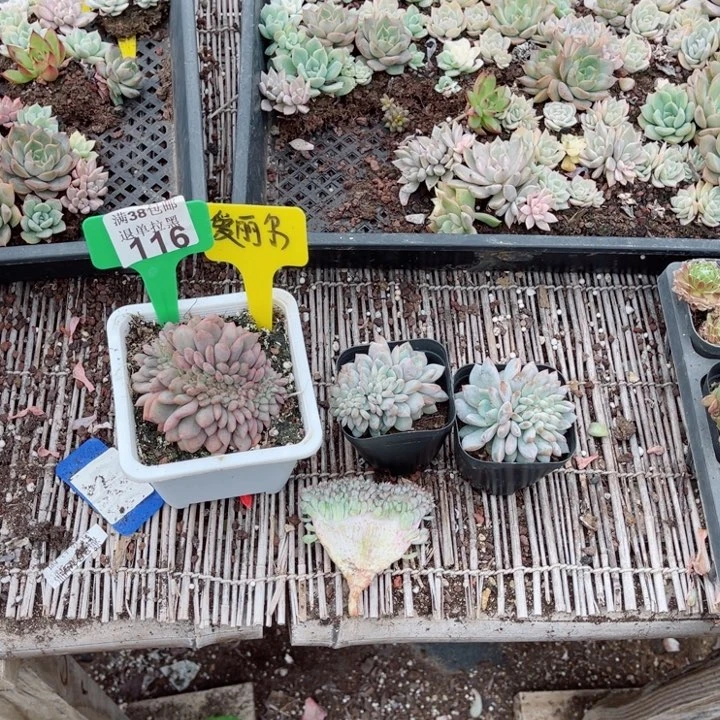 岚****室116三颗缀化多肉植物锦多肉