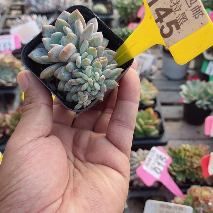 丰****)145橙子缀化多肉植物锦