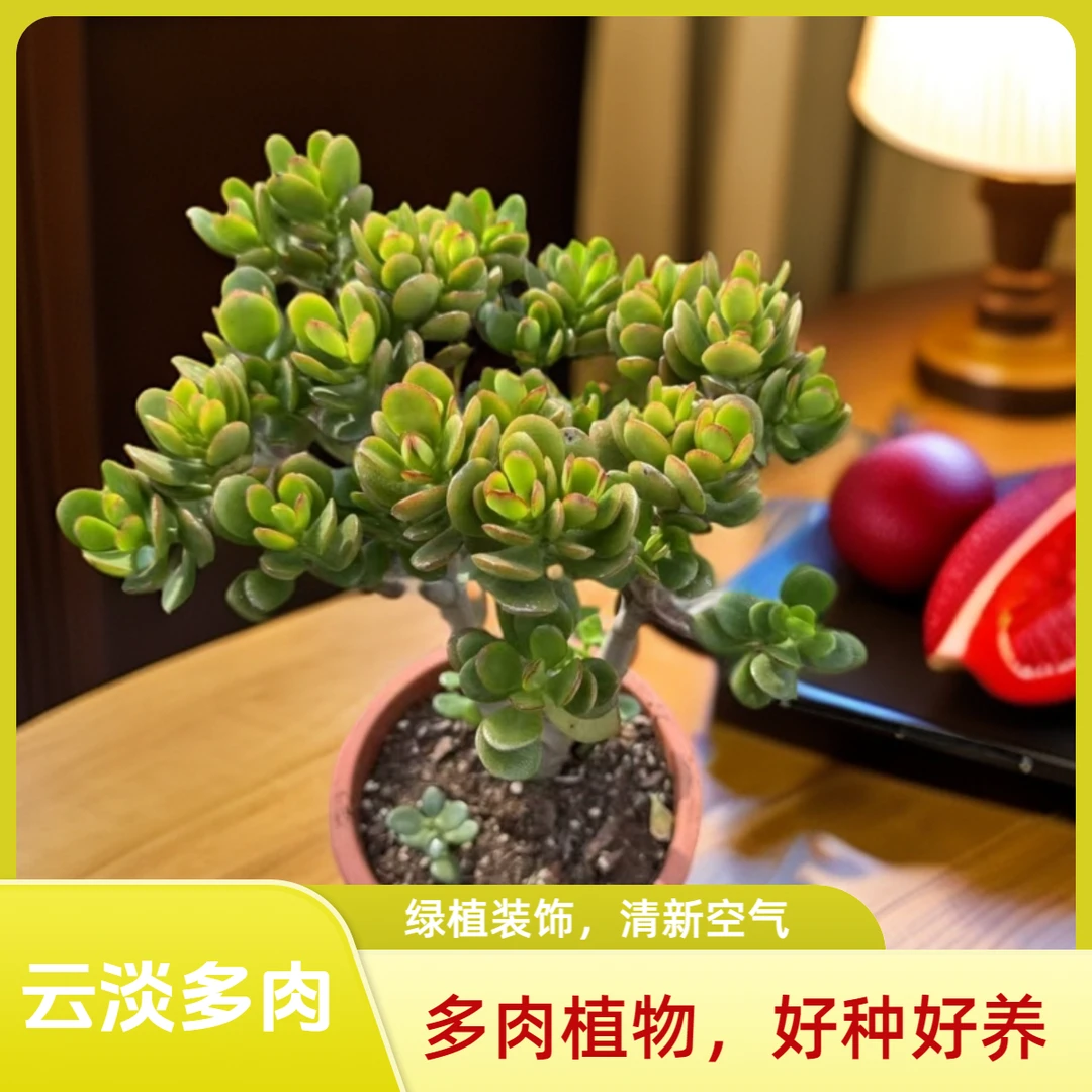 5年老桩姬红花月  多肉植物  新手必备 老手必养 直径品牌