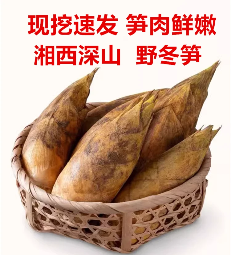 （头茬）湘西深山冬笋新鲜现挖竹笋当季农家笋毛竹笋正宗冬笋尖嫩笋