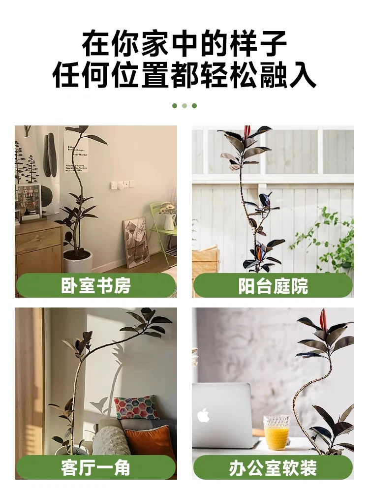 黑金刚造型橡皮树盆栽客厅大型绿植办公室内电视机柜旁边四季植物